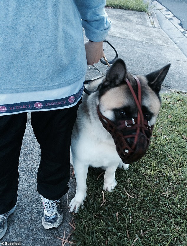Úc: Chó dữ cắn trọng thương người bạn, chủ tự tay tiêu hủy ngay trước phiên tòa - Ảnh 1.