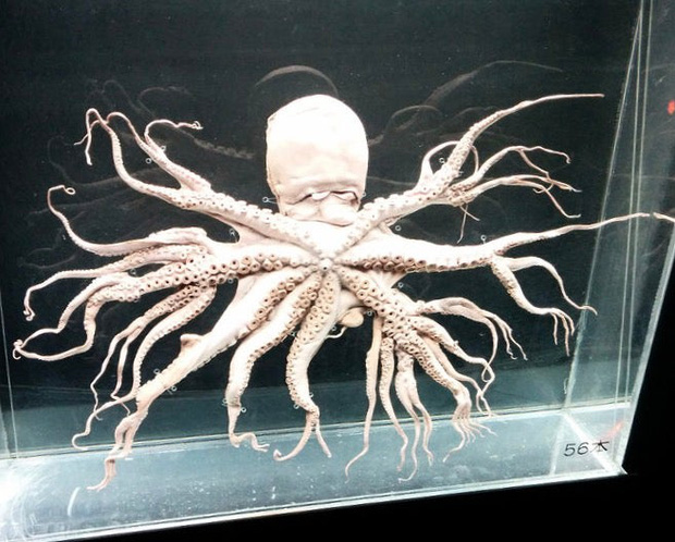 Bắt được con bạch tuộc bước ra từ phim kinh dị với 32 xúc tu, gấp 4 lần đồng loại thông thường - Ảnh 2.