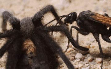 Nhện độc tarantula đang đi tìm bạn tình thì gặp phải 'kẻ thù truyền kiếp': Kết cục rùng rợn như phim kinh dị