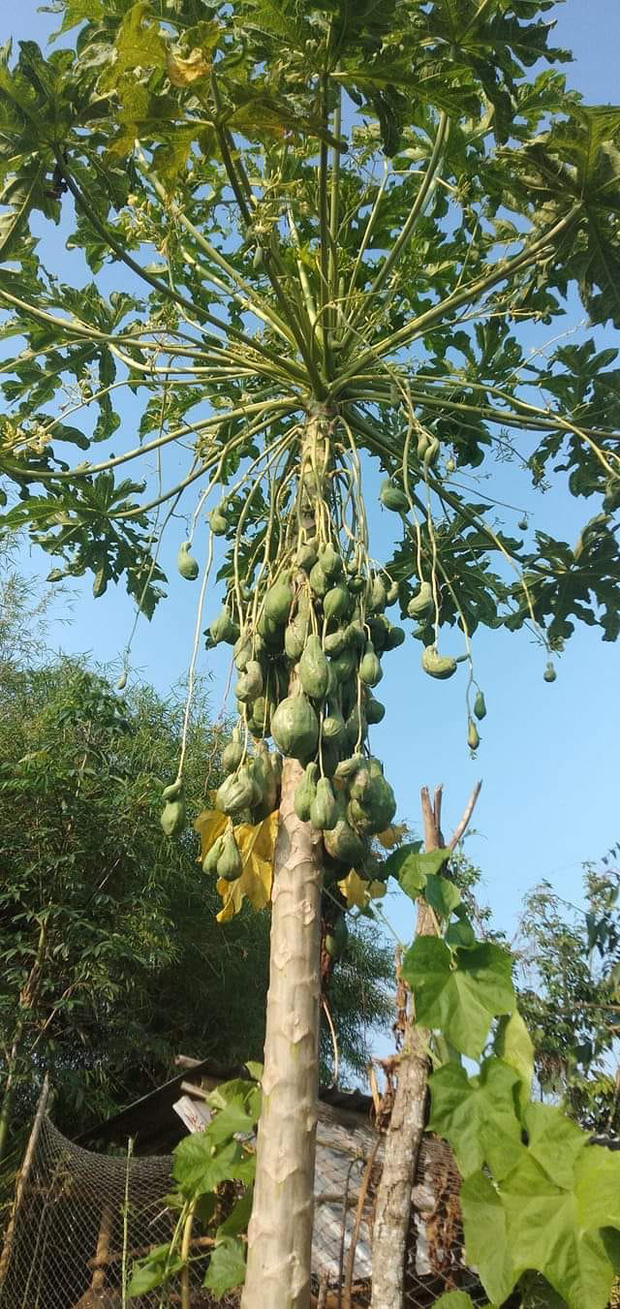 Trồng cây đu đủ cả năm chưa cho trái nhưng nay bỗng đậu được 1 quả, thấy lạ nên cô gái đăng hỏi một câu khiến ai cũng cười lăn - Ảnh 11.