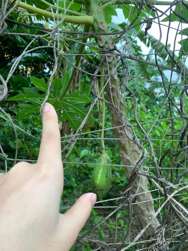 Trồng cây đu đủ cả năm chưa cho trái nhưng nay bỗng đậu được 1 quả, thấy lạ nên cô gái đăng hỏi một câu khiến ai cũng cười lăn - Ảnh 4.