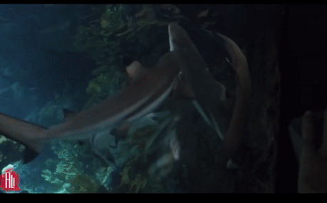 Cả đàn cá mập thay nhau xâu xé cá dơi trong thủy cung khiến du khách hãi hùng