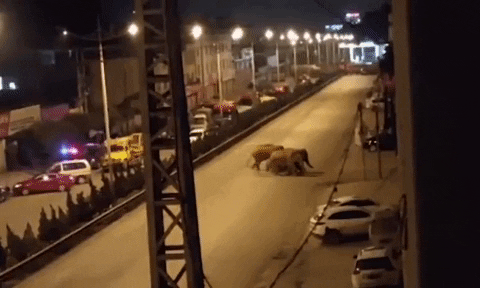Đàn voi 15 con xổng chuồng đi vào thành phố khiến giới chức lẫn dân chúng đứng ngồi không yên - Ảnh 4.