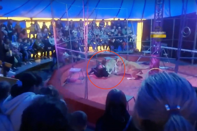 Video: Sư tử nổi điên tấn công nhân viên rạp xiếc, khán giả sợ hãi đến mức lên cơn động kinh - Ảnh 2.