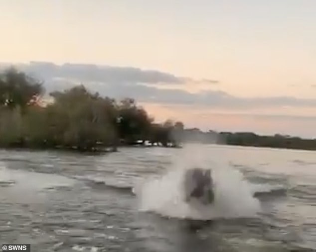 Video: Khoảnh khắc hà mã bất ngờ nổi điên, bơi cực nhanh rượt đuổi thuyền cao tốc - Ảnh 2.