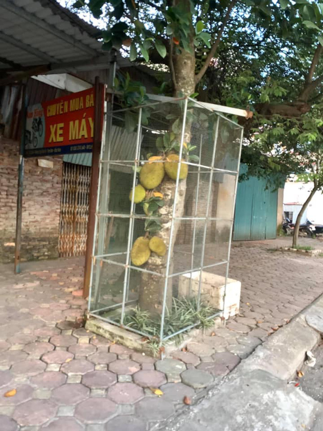 Những cây mít bị dính lời nguyền nhất Việt Nam: Ra hoa kết quả vượt ngoài quy luật tự nhiên, gia chủ nhìn mà chỉ biết câm nín - Ảnh 12.