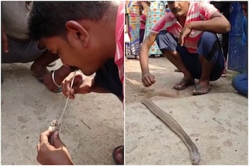 Video: Người đàn ông liều mạng hô hấp nhân tạo cứu sống hổ mang chúa dài 3m - Ảnh 3.