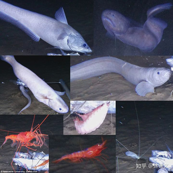 Loài cá mới được tìm thấy ở độ sâu 8.000 mét dưới đáy đại dương, cơ thể chúng sẽ tan chảy ngay khi lên mặt biển - Ảnh 5.