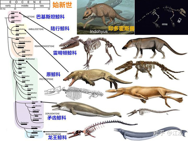 Tại sao lỗ mũi của cá voi lại nằm trên đỉnh đầu? - Ảnh 5.