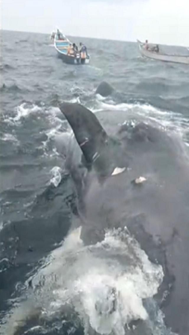 Ngư dân đổi đời nhờ tìm thấy bãi nôn của cá voi trị giá 1,5 triệu USD - Ảnh 1. Ngư dân đổi đời nhờ tìm thấy bãi nôn của cá voi trị giá 1,5 triệu USD - Ảnh 1.