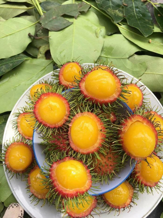 Việt Nam có những loại quả rất lừa tình: Nhìn thì tưởng sẽ rất ngọt nhưng ăn thử mới biết thế nào là lễ hội - Ảnh 1.