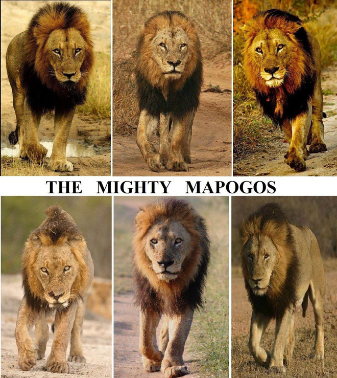Mapogo: Alliance of 6 male lions dominate the African grasslands - Photo 4.