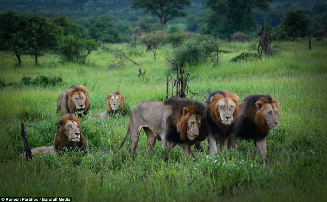 Mapogo: Union of 6 male lions dominate the African grasslands - Photo 6.