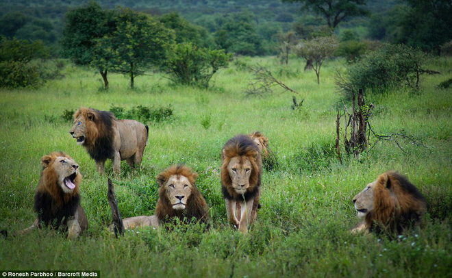 Mapogo: Union of 6 male lions dominate the African grasslands - Photo 7.
