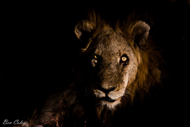 Mapogo: Liên minh 6 con sư tử đực thống lĩnh đồng cỏ châu Phi - Ảnh 10.