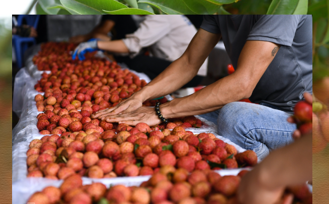 Cú điện thoại nửa đêm của lãnh đạo Bắc Giang, “ông” lái xe được bảo vệ hơn đại gia và cam kết của “vua vải” với thương nhân Trung Quốc
