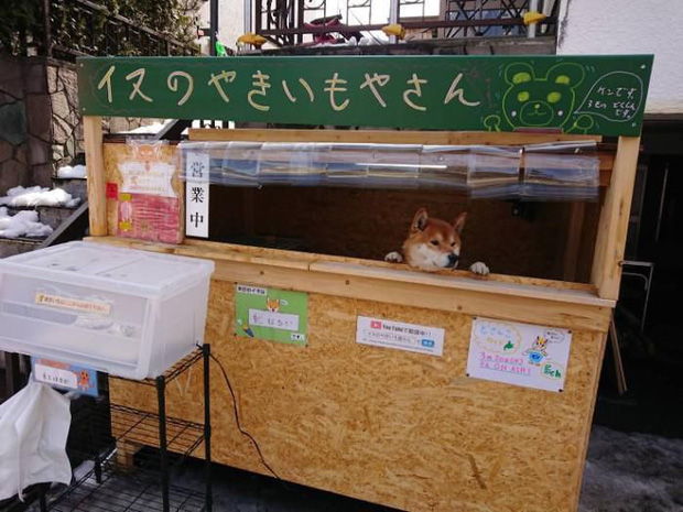 Chú chó Shiba bán khoai lang nướng từng gây bão MXH thế giới đã qua đời - Ảnh 2.