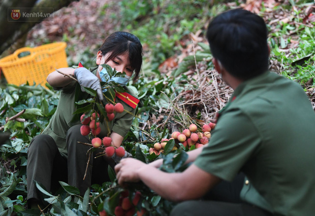 Ảnh: Công an huyện Lục Ngạn, Bắc Giang chung tay thu hoạch vải cùng bà con ngay từ đầu vụ - Ảnh 12.