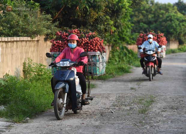 Ảnh: Công an huyện Lục Ngạn, Bắc Giang chung tay thu hoạch vải cùng bà con ngay từ đầu vụ - Ảnh 15.