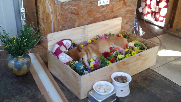 Chú chó Shiba bán khoai lang nướng từng gây bão MXH thế giới đã qua đời - Ảnh 4.