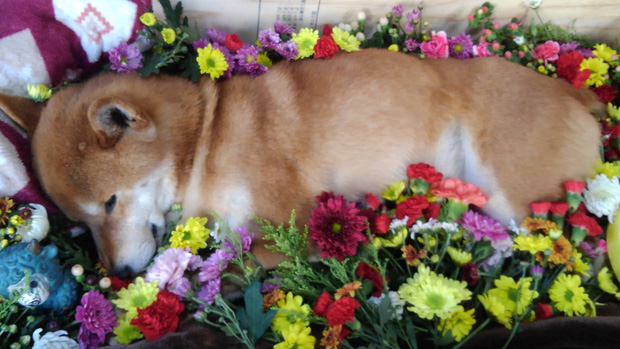 Chú chó Shiba bán khoai lang nướng từng gây bão MXH thế giới đã qua đời - Ảnh 5.