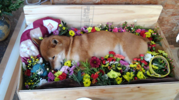 Chú chó Shiba bán khoai lang nướng từng gây bão MXH thế giới đã qua đời - Ảnh 7.