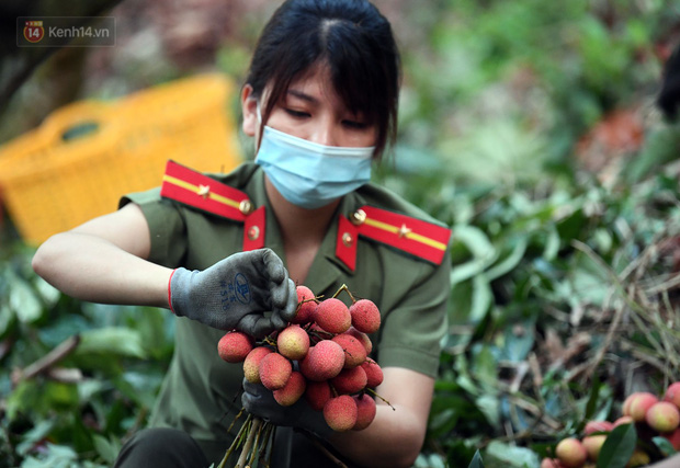 Ảnh: Công an huyện Lục Ngạn, Bắc Giang chung tay thu hoạch vải cùng bà con ngay từ đầu vụ - Ảnh 9.