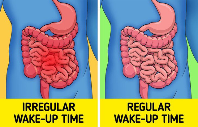 Thức dậy đúng giờ giúp tăng khả năng miễn dịch - Ảnh 7.