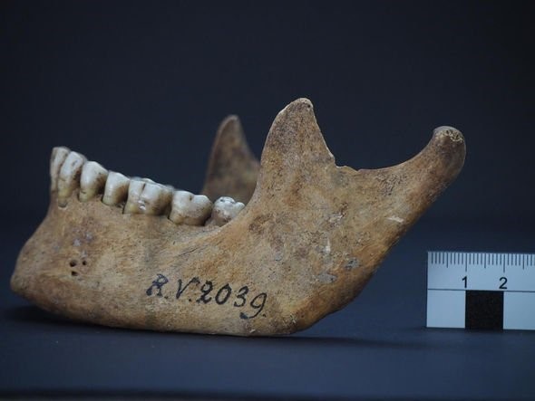 Phát hiện hộp sọ 5.000 năm tuổi của người đầu tiên từng nhiễm bệnh dịch hạch - Ảnh 2.