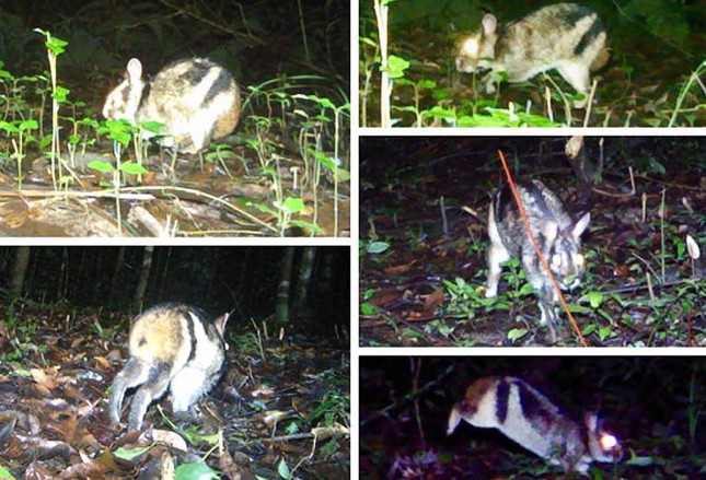 Loài thỏ vằn bị đe dọa toàn cầu được phát hiện cách Đà Lạt 20km - Ảnh 3.