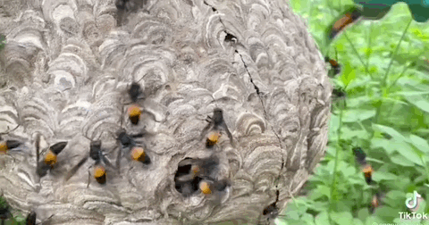 Ở Việt Nam có một chị ong nâu nấu nầu nâu cực độc, nhiều người lấy mật đi về với cái mặt sưng vù cả xóm không ai nhận ra - Ảnh 2.