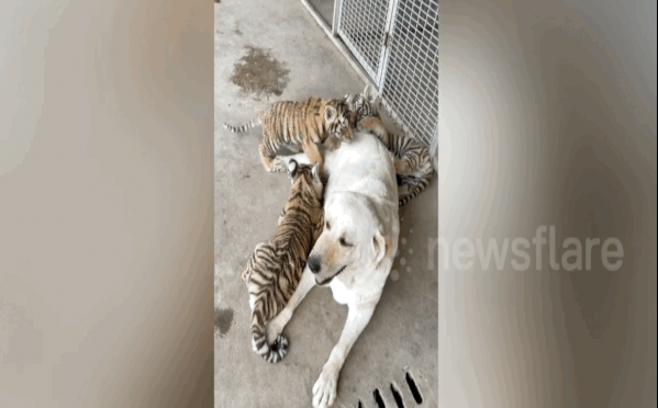 Clip: Chó Labrador mẹ chăm sóc ba hổ con như con đẻ