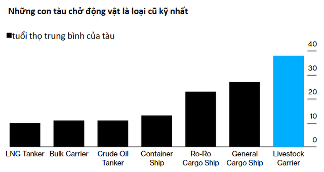 1.800 con bò bị bỏ đói trên biển và chịu kết cục thảm: Hồi chuông cảnh tỉnh về ngành công nghiệp buôn động vật sống quy mô 18 tỷ USD - Ảnh 2.