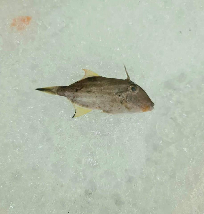 Chú cá cô đơn nhất trong siêu thị mùa dịch, ai nhìn qua cũng thương nhưng đành lắc đầu bỏ đi - Ảnh 3.