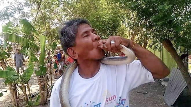 Tự tin miễn nhiễm với nọc độc, người rắn Philippines hôn hổ mang chúa và cái kết thảm - Ảnh 3.