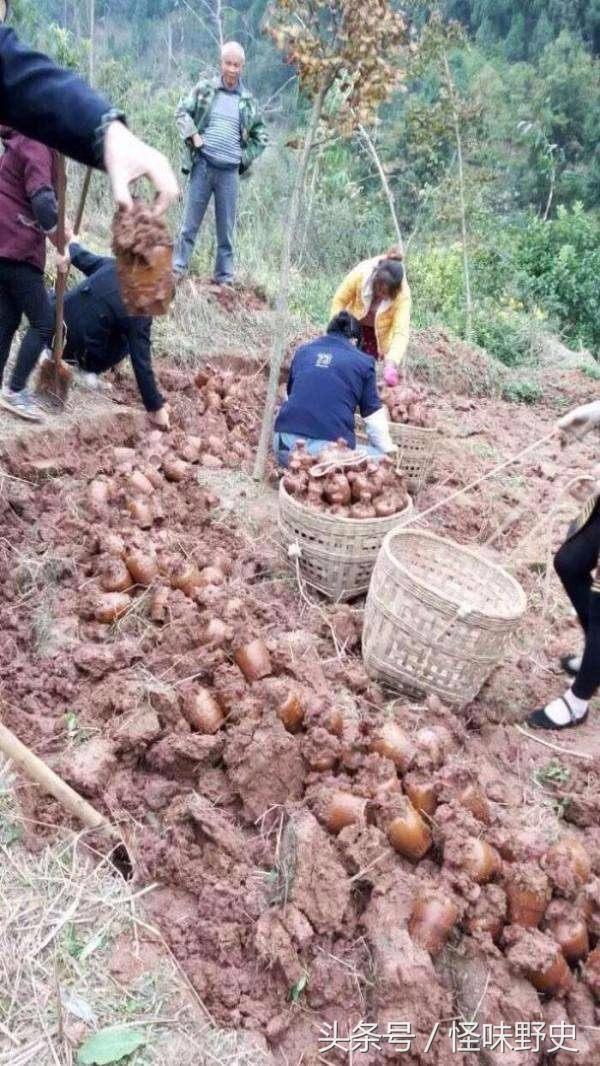 Hàng trăm bình gốm cổ được tìm thấy trên ruộng: Chuyên gia tìm đến, mặt mũi liền biến sắc và nói một câu khiến tất cả dân làng khóc trong sợ hãi - Ảnh 2.