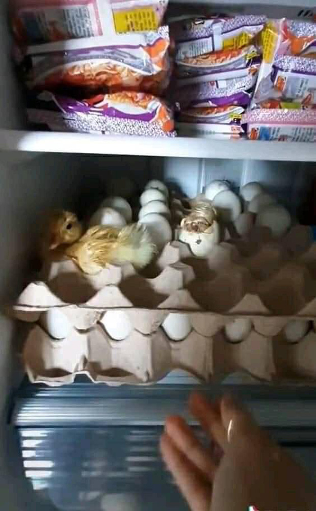 Mua trứng về nhà dự trữ trong mùa dịch, lúc mở tủ lạnh ra kiểm tra thì thanh niên mới tá hoả vì cảnh tượng kinh hoàng trước mặt - Ảnh 2.