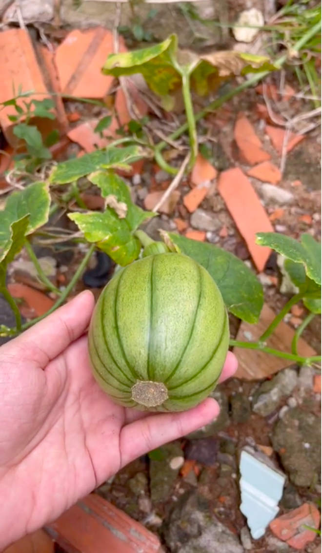 Ăn dưa lưới rồi tiện tay rải hạt, cô gái không ngờ có ngày nó mọc thành cây nhưng lúc thu hoạch mới té ngửa vì điều này - Ảnh 5.