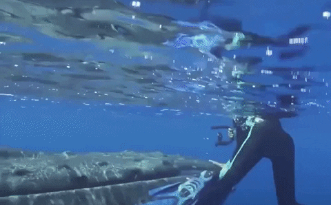 Bị cá voi đẩy lên mặt nước, thợ lặn giật mình nhận ra mình vừa thoát chết trong gang tấc