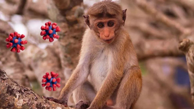 Trung Quốc lại báo cáo một virus lây từ khỉ sang người, nạn nhân đầu tiên đã tử vong - Ảnh 4.