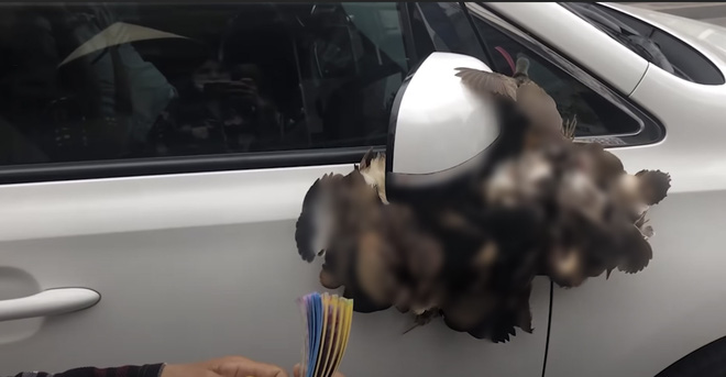 Lùm xùm khắc tên lên mai rùa chưa lắng, Thuỷ Tiên bị netizen khui lại clip treo ngược đàn cò lửa trên ô tô khi mua để phóng sinh - Ảnh 4.