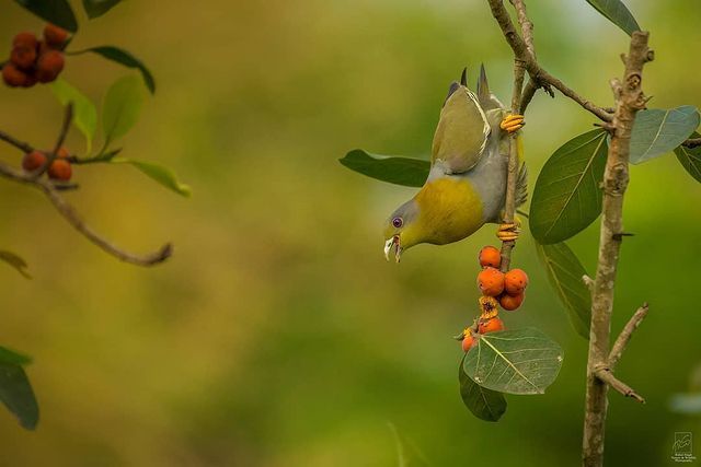 Chim hút mật no nê rồi ngả lưng ngủ trên cánh hoa, khoảnh khắc chỉ có một lần trong đời - Ảnh 9.