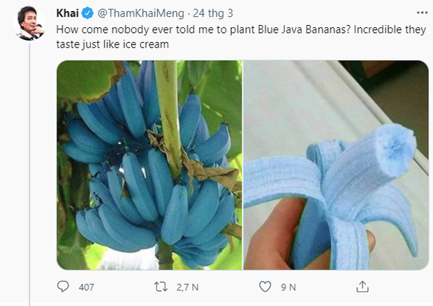 Giống chuối xanh biếc kì lạ tưởng chỉ là photoshop nào ngờ có thật 100%, lại còn được trồng ở rất gần Việt Nam - Ảnh 2.