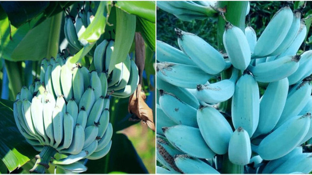 Giống chuối xanh biếc kì lạ tưởng chỉ là photoshop nào ngờ có thật 100%, lại còn được trồng ở rất gần Việt Nam - Ảnh 1.