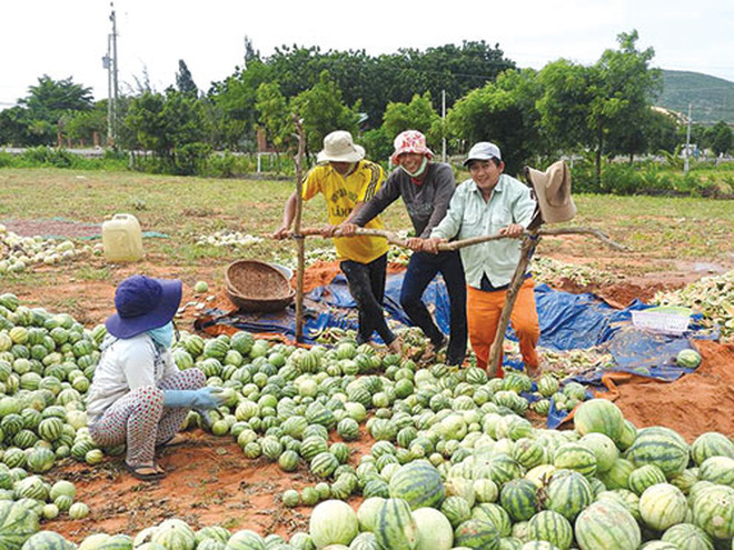 Hàng trăm quả dưa hấu bị giẫm nát, hỏi ra mới biết nguyên nhân thực sự phía sau - Ảnh 4.