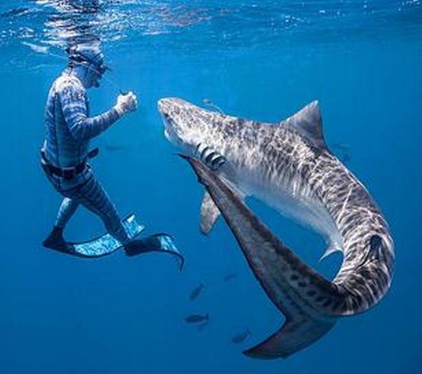 Chùm ảnh: Rùng mình cảnh thợ lặn chơi đùa, âu yếm cá mập hổ khổng lồ  - Ảnh 3.