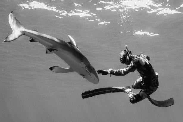 Chùm ảnh: Rùng mình cảnh thợ lặn chơi đùa, âu yếm cá mập hổ khổng lồ  - Ảnh 6.