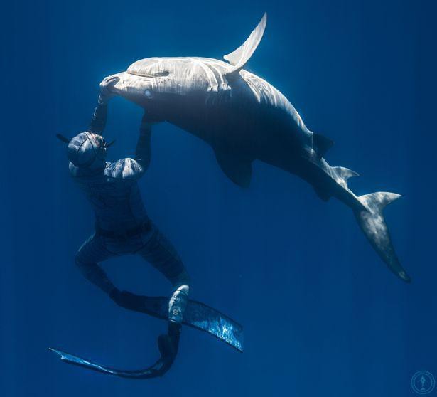 Chùm ảnh: Rùng mình cảnh thợ lặn chơi đùa, âu yếm cá mập hổ khổng lồ  - Ảnh 7.