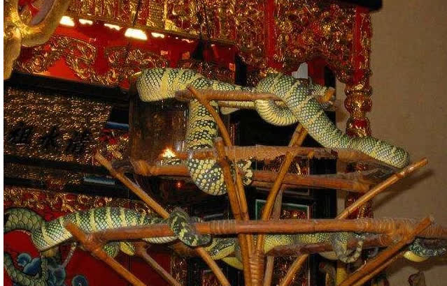 Đền rắn duy nhất trên thế giới, đâu đâu cũng có rắn nhưng du khách vẫn nhận xét: không sợ chút nào! - Ảnh 2.
