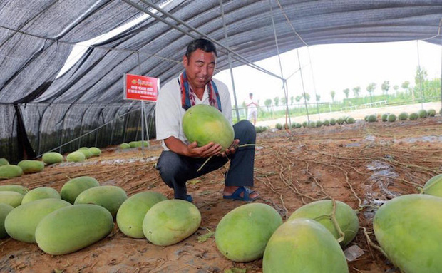 Cây dưa hấu siêu mắn chưa từng thấy trên thế giới: Đẻ sòn sòn 131 quả/vụ, lá chẳng thấy đâu mà trái sum sê - Ảnh 2.